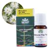 wnf-oleo-essencial-melaleuca-5ml-loja-projeto-verao-planta