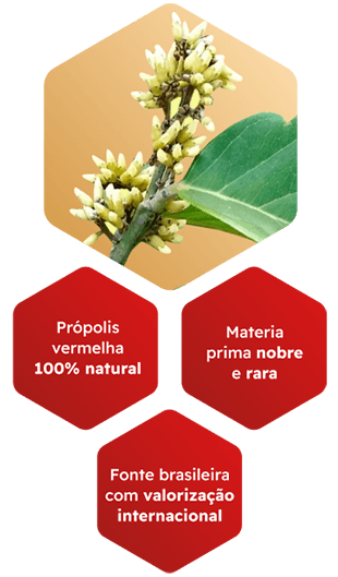 propolis-origin