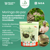 cha_moringa-da-paz_25g_moringa_oleifera_PV_NOA.png